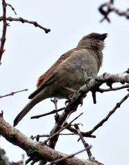 Passer diffusus stygiceps