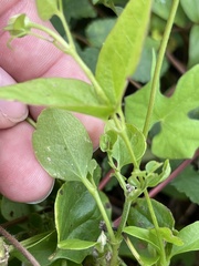 Clematis pitcheri pitcheri