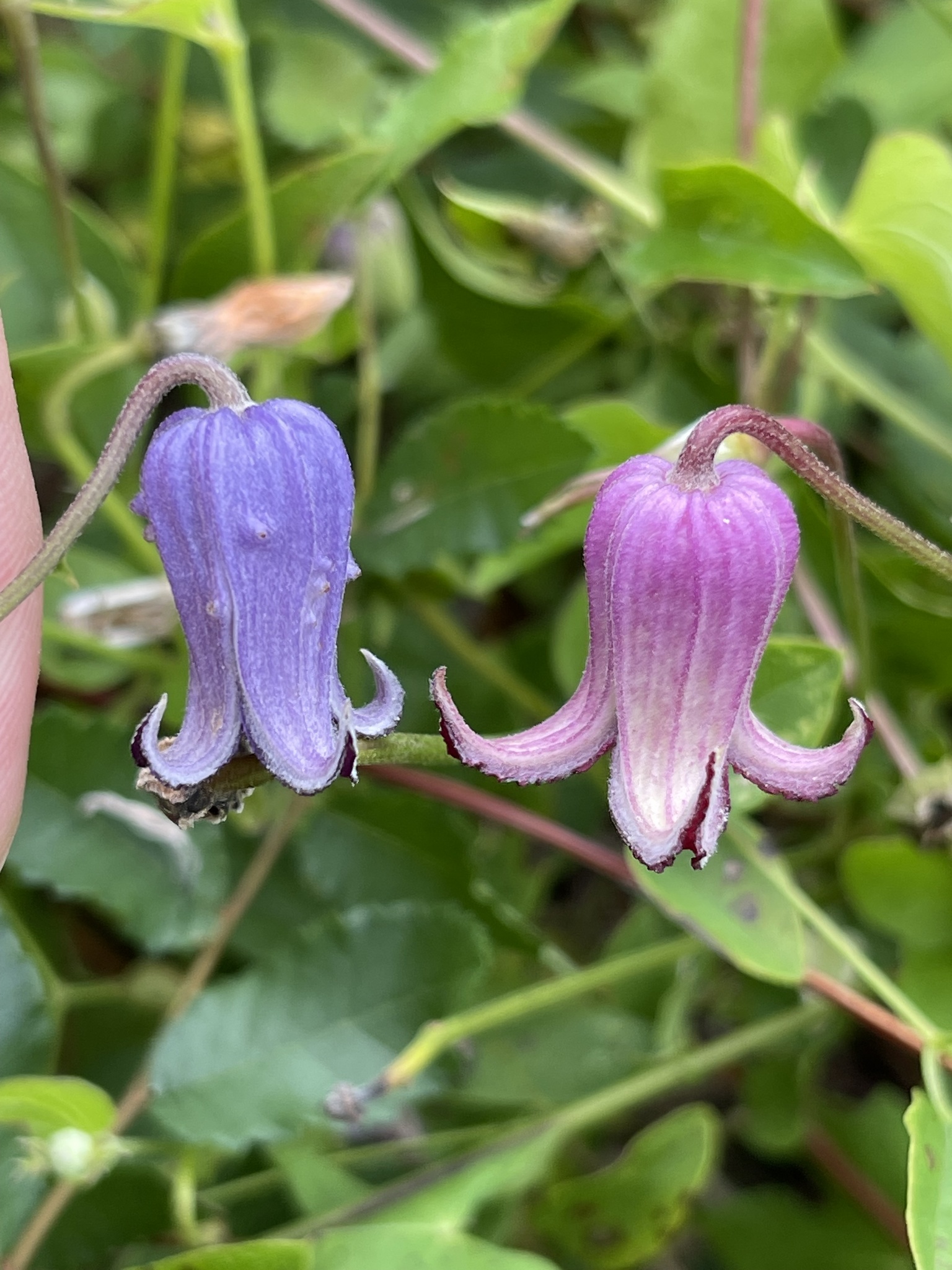 Clematis pitcheri var. pitcheri