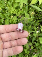 Clematis pitcheri pitcheri