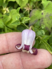 Clematis pitcheri pitcheri