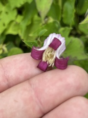 Clematis pitcheri pitcheri