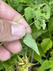 Clematis pitcheri pitcheri