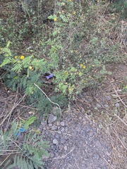 Vachellia insulae-iacobi