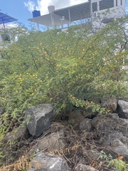 Vachellia insulae-iacobi