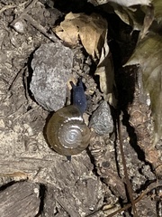 Oxychilus draparnaudi