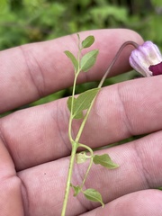 Clematis pitcheri pitcheri