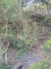 Vachellia insulae-iacobi