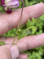 Clematis pitcheri pitcheri