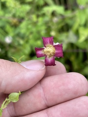 Clematis pitcheri pitcheri
