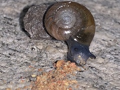 Oxychilus draparnaudi