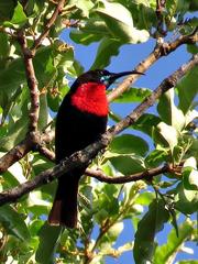 Chalcomitra senegalensis gutturalis