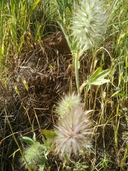 Trifolium dasyurum
