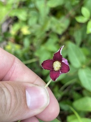 Clematis pitcheri pitcheri