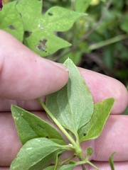Clematis pitcheri pitcheri