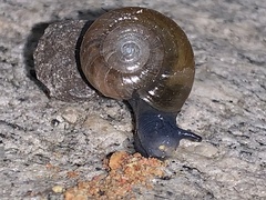 Oxychilus draparnaudi