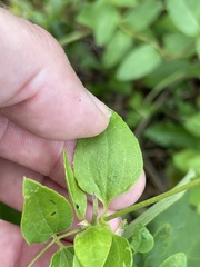 Clematis pitcheri pitcheri