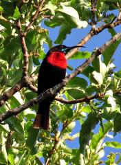 Chalcomitra senegalensis gutturalis