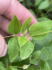 Clematis pitcheri pitcheri
