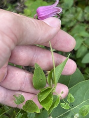 Clematis pitcheri pitcheri