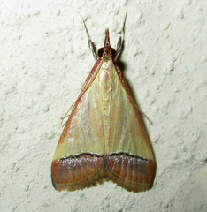 Pseudonoorda rubricostalis
