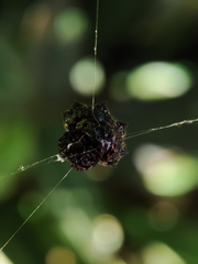 Gasteracantha cancriformis