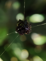 Gasteracantha cancriformis