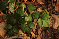 Rhoicissus rhomboidea