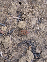 Spilostethus rivularis