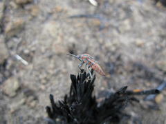 Spilostethus rivularis