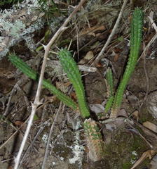 Euphorbia mammillaris