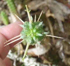 Euphorbia mammillaris