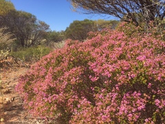 Calytrix brevifolia