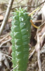 Euphorbia mammillaris