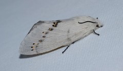 Pinara metaphaea
