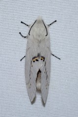 Pinara metaphaea