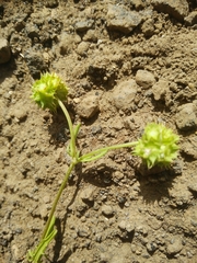 Valerianella coronata