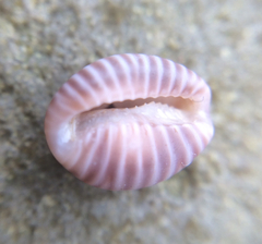 Pseudopusula californiana