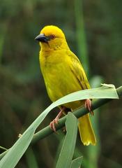 Ploceus subaureus subaureus