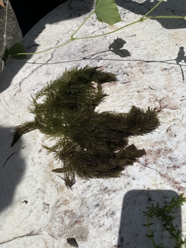 Ceratophyllaceae image