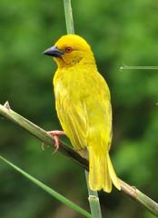 Ploceus subaureus subaureus