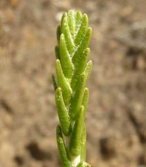 Passerina montana