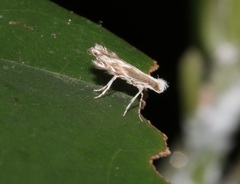 Epicephala lativalvaris