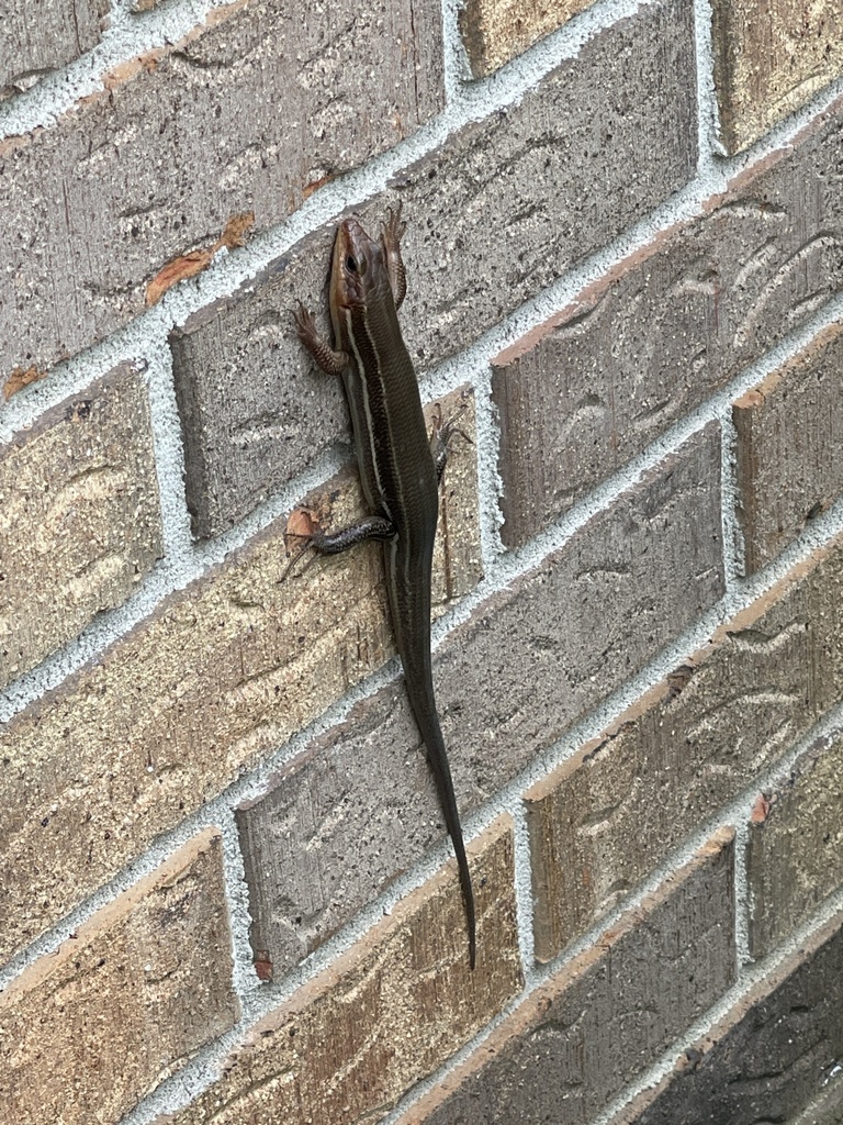 Toothy Skinks from Gilmore Rd, Holt, FL, US on September 05, 2021 at 02