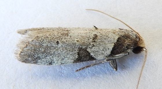 Tesuquea hawleyana