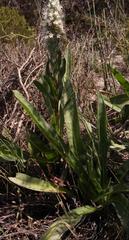 Echiostachys spicatus