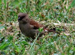 Passer diffusus stygiceps