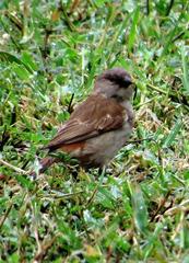 Passer diffusus stygiceps