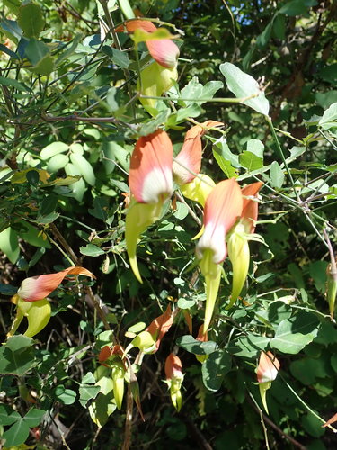 Crotalaria grevei