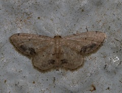 Idaea chotaria